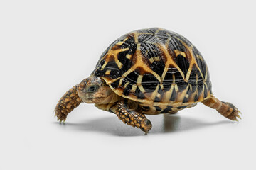 Obraz premium The Indian Star Tortoise (Geochelone elegans) is a tortoise species native to India, Pakistan and Sri Lanka.