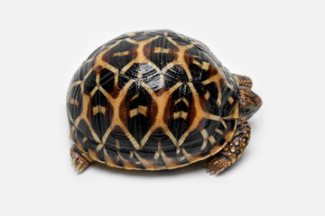 The Indian Star Tortoise (Geochelone elegans) is a tortoise species native to India, Pakistan and Sri Lanka.