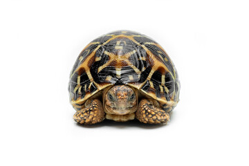 The Indian Star Tortoise (Geochelone elegans) is a tortoise species native to India, Pakistan and Sri Lanka.