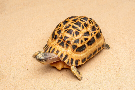 The Spider Tortoise (Pyxis arachnoides) is endemic to Madagascar.