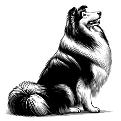 Hand drawn Cute Rough Collie dog in full-body, vector sketch isolated on white background.	