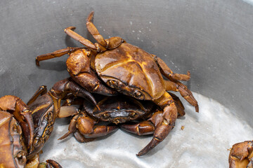 group of freshwater crabs, freshwater crabs or rice field crabs