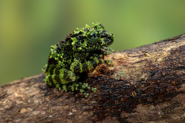 Vietnamese Mossy Frog (Theloderma corticale) or Tonkin Bug-eyed Frog.