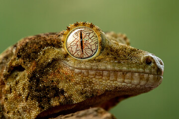 Chahoua Gecko (Mniarogekko chahoua) or Mossy Gecko is a species of gecko native to New Caledonia.