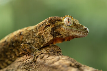 Chahoua Gecko (Mniarogekko chahoua) or Mossy Gecko is a species of gecko native to New Caledonia.