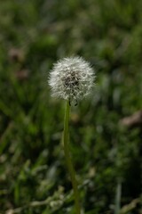 dandelion in the garden