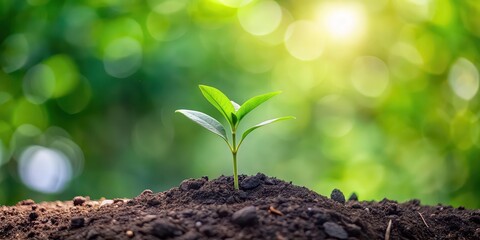 Plant in the ground with green natural blurred background, nature, green, plant, growth, garden, environment, soil, earth