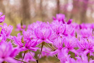 Fototapeta premium Beautiful spring Japanese azalea flowers in the forest.