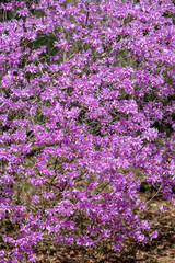Obraz premium Beautiful spring Japanese azalea flowers in the forest.