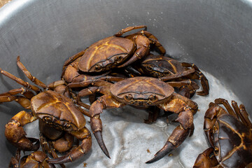 group of freshwater crabs, freshwater crabs or rice field crabs