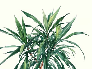 Fototapeta premium Beautiful green plant with long leaves against a white background, perfect for indoor decoration and environmental themes. Watercolor illustration.
