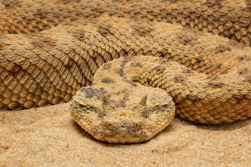 Cerastes cerastes, commonly known as the Saharan Horned Viper or Desert Horned Viper, is a venomous viper species found in the deserts of North Africa and parts of the Middle East. 