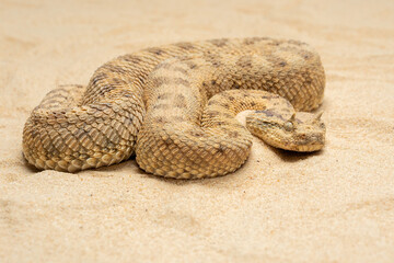 Cerastes cerastes, commonly known as the Saharan Horned Viper or Desert Horned Viper, is a venomous...