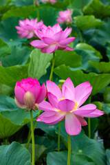 Fototapeta premium Beautiful ancient lotus flowers and buds blooming in the pond.