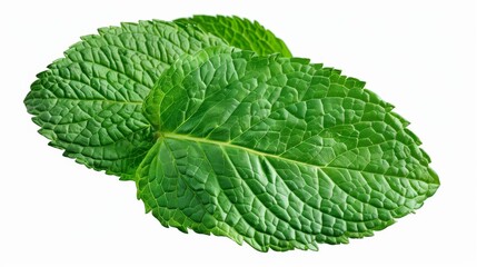 Mint. Mint leaf isolated on white background. Mint leaf macro