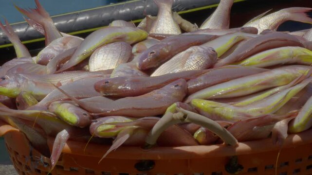 Freshly caught Pink Perch (thread finned Bream) fish is unloaded from a fishing boat in fish boxes , largest fishing harbour in kerala.