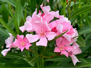 Oleander nerium pink flowers blossom