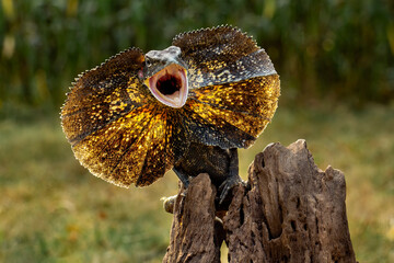 The Frilled-necked Lizard (Chlamydosaurus kingii) is well-known for its dramatic defensive displays...