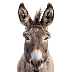 Donkey Face Isolated on Transparent or White Background, PNG