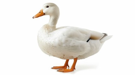 Obraz premium Duck on a white background