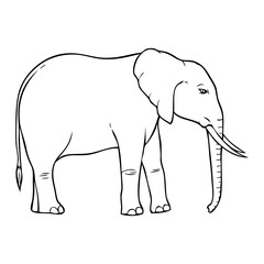 elephant outline vector illustration