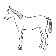 foal outline vector illustration