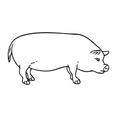 pig outline vector illustration