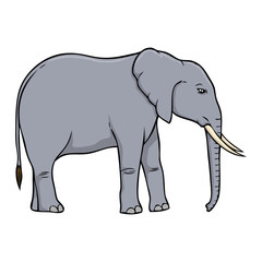 elephant vector illustration