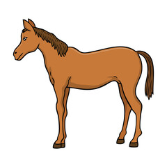 foal vector illustration