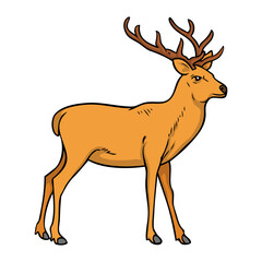 reindeer vector illustration