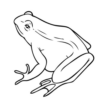 recommend clip art: frog outline vector illustration