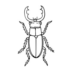 beetle outline vector illustration