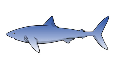 Obraz premium shark vector illustration