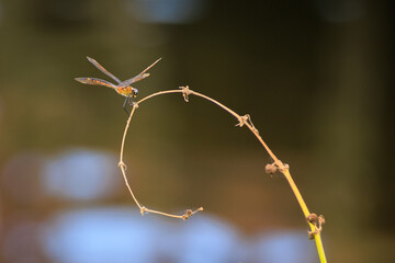 orange dragonfly on a curved branch with blurred background
