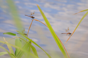 orange dragonfly on single reed with green background