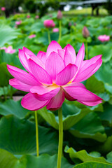 Side view of beautiful lotus flowers blooming in a pond early in the morning.