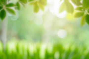 Obraz premium Sunlight and Fresh Green leaves glowing in green forest.