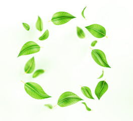 3d round green leaf frame isolated on white background render icon. Realistic circle wreath with fresh foliage flying in air. Tea leaves or mint for organic product, natural beauty. 3D illustration