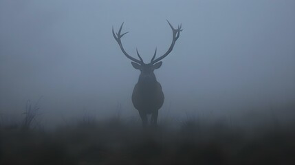 Obraz premium Red deer stag silhouette in the mist