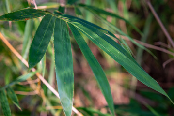 Close up photo of bamboo tree leaves