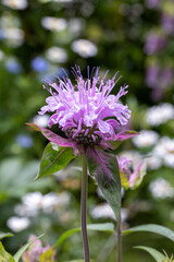 Fragrant pink monarda flowers in the garden.