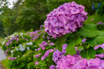 大隅湖のあじさいの風景（鹿屋市）