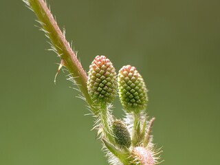 young Mimosa pudica flowers before they bloom