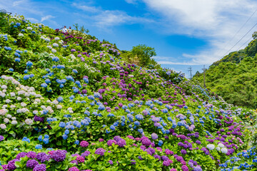 いこいの里園の紫陽花の風景（鹿屋市）