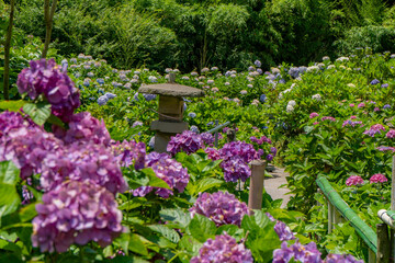 いこいの里園の紫陽花の風景（鹿屋市）