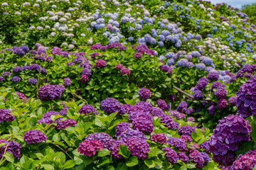Obraz premium いこいの里園の紫陽花の風景（鹿屋市）