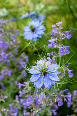 Beautiful nigella flowers and catmint flowers in the garden.