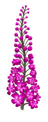Illustrated flower of a Delphinium
