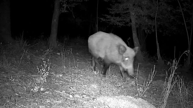 Wildschwein