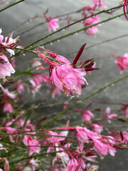 Pink flowers with dew drops on stems. Close-up nature photography. Summertime floral concept for greeting card and invitation design.